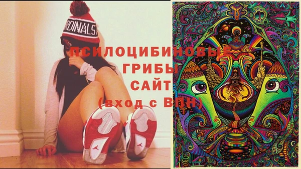 прущие грибы Новозыбков